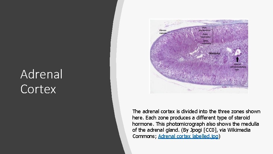 Adrenal Cortex The adrenal cortex is divided into the three zones shown here. Each