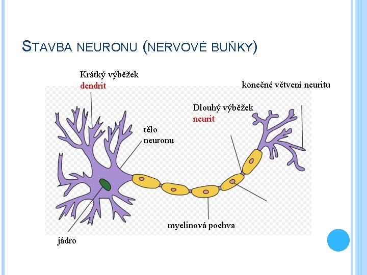 STAVBA NEURONU (NERVOVÉ BUŇKY) Krátký výběžek dendrit konečné větvení neuritu Dlouhý výběžek neurit tělo