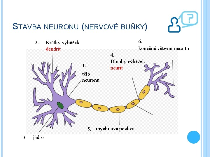 STAVBA NEURONU (NERVOVÉ BUŇKY) 2. 6. konečné větvení neuritu Krátký výběžek dendrit 4. Dlouhý