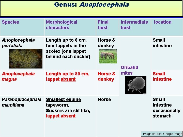 Genus: Anoplocephala Species Morphological characters Final host Anoplocephala perfoliata Length up to 8 cm,