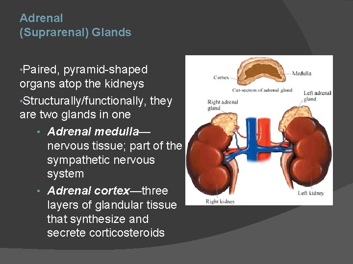 Adrenal (Suprarenal) Glands • Paired, pyramid-shaped organs atop the kidneys • Structurally/functionally, they are