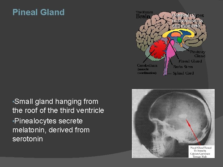 Pineal Gland • Small gland hanging from the roof of the third ventricle •