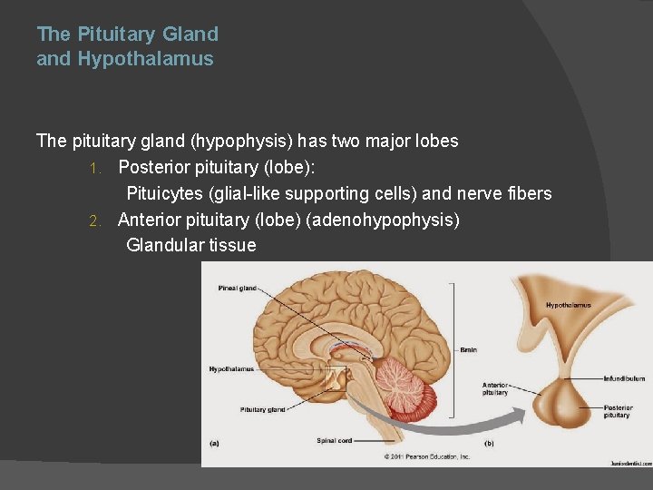 The Pituitary Gland Hypothalamus The pituitary gland (hypophysis) has two major lobes 1. Posterior