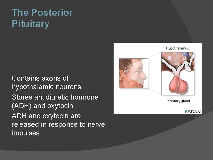 The Posterior Pituitary Contains axons of hypothalamic neurons Stores antidiuretic hormone (ADH) and oxytocin