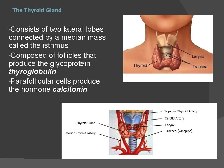 The Thyroid Gland • Consists of two lateral lobes connected by a median mass