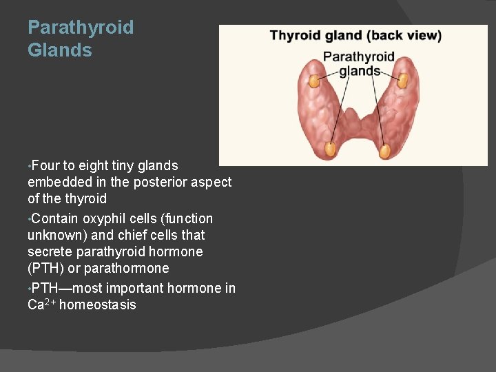 Parathyroid Glands • Four to eight tiny glands embedded in the posterior aspect of