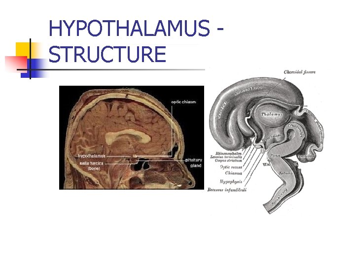 HYPOTHALAMUS STRUCTURE 