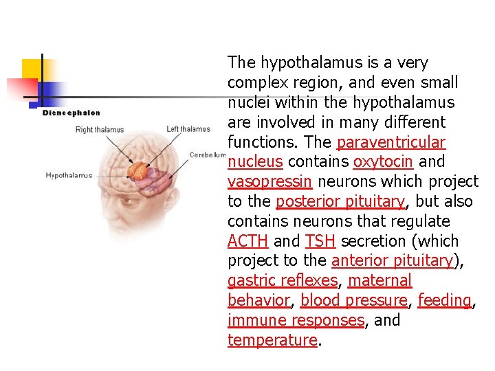The hypothalamus is a very complex region, and even small nuclei within the hypothalamus