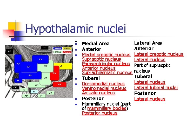 Hypothalamic nuclei -n n n n Medial Area Anterior Medial preoptic nucleus Supraoptic nucleus