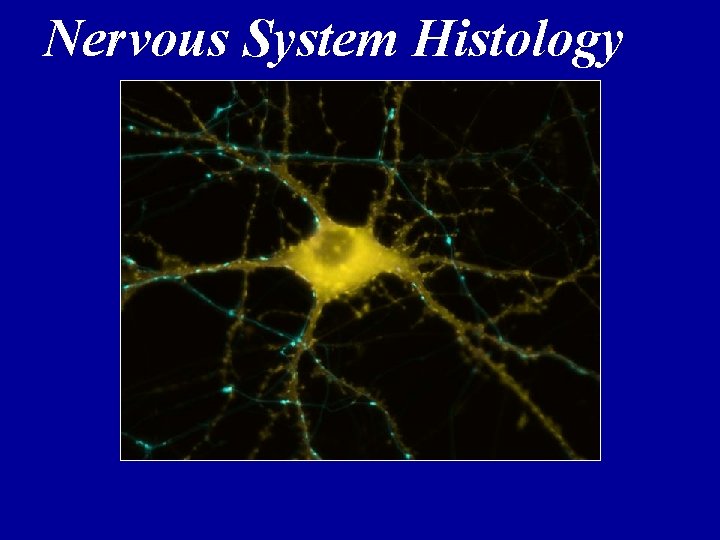 Nervous System Histology 