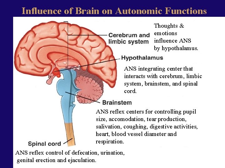 Influence of Brain on Autonomic Functions Thoughts & emotions influence ANS by hypothalamus. ANS