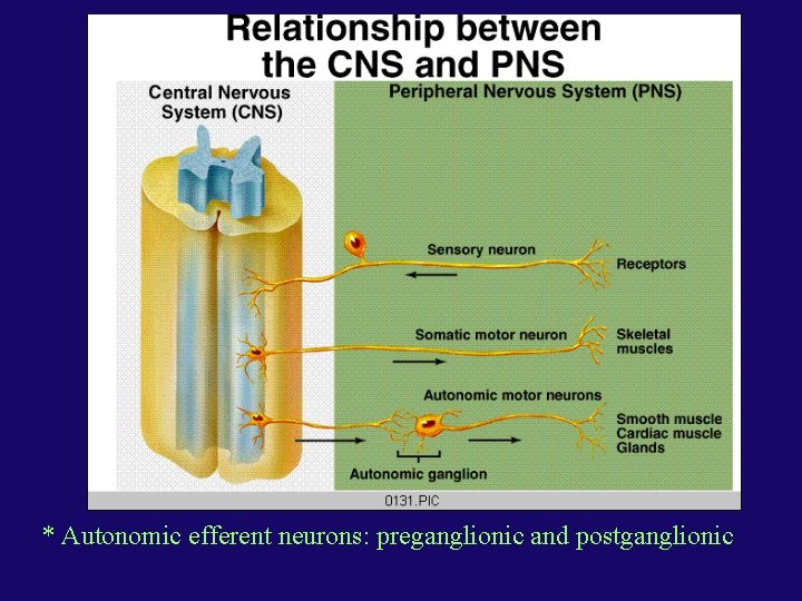* Autonomic efferent neurons: preganglionic and postganglionic 