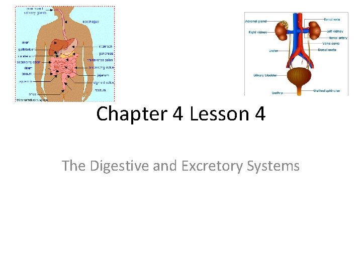 Chapter 4 Lesson 4 The Digestive and Excretory Systems 