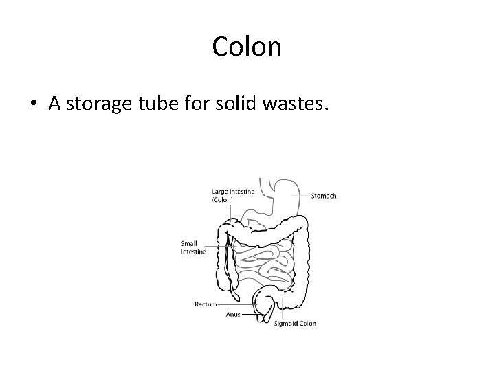 Colon • A storage tube for solid wastes. 