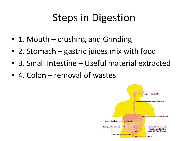 Steps in Digestion • • 1. Mouth – crushing and Grinding 2. Stomach –