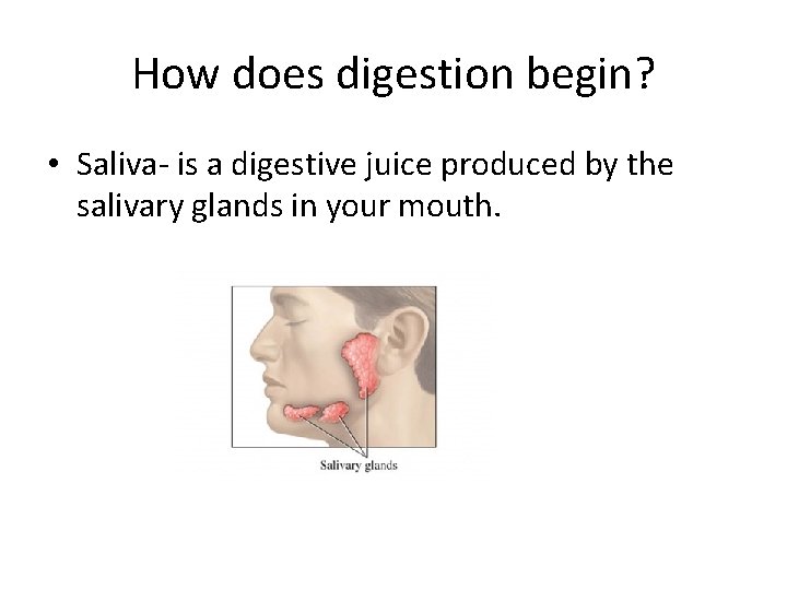 How does digestion begin? • Saliva- is a digestive juice produced by the salivary
