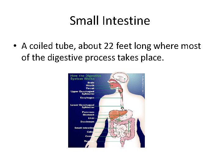Small Intestine • A coiled tube, about 22 feet long where most of the