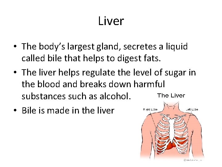 Liver • The body’s largest gland, secretes a liquid called bile that helps to