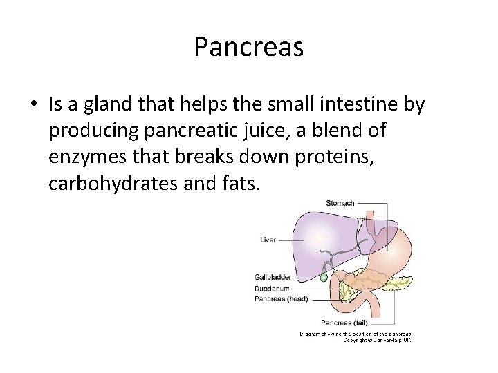Pancreas • Is a gland that helps the small intestine by producing pancreatic juice,