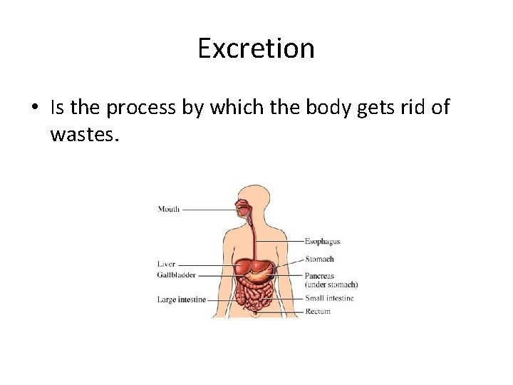 Excretion • Is the process by which the body gets rid of wastes. 