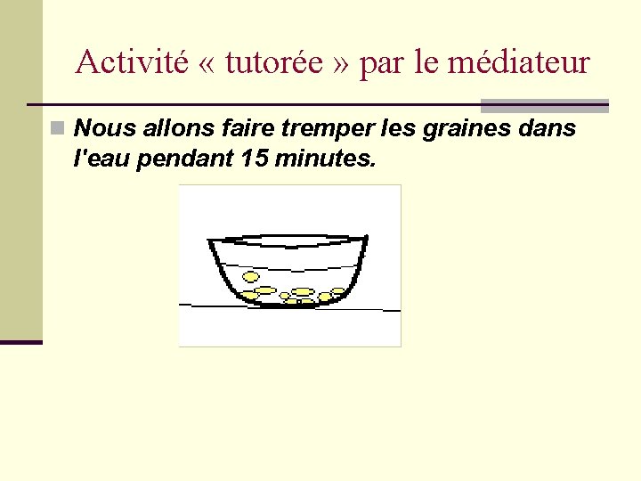 Activité « tutorée » par le médiateur n Nous allons faire tremper les graines