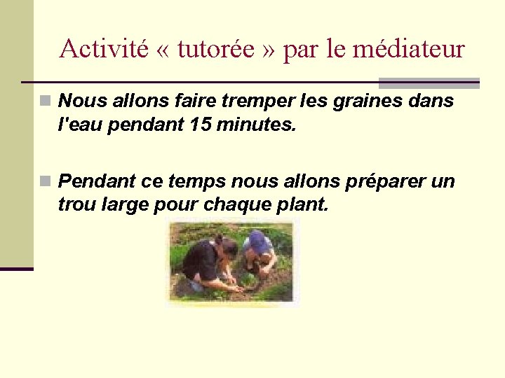 Activité « tutorée » par le médiateur n Nous allons faire tremper les graines