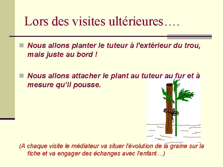 Lors des visites ultérieures…. n Nous allons planter le tuteur à l'extérieur du trou,