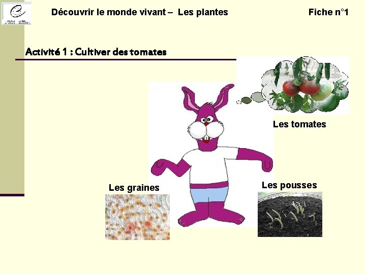 Découvrir le monde vivant – Les plantes Fiche n° 1 Activité 1 : Cultiver