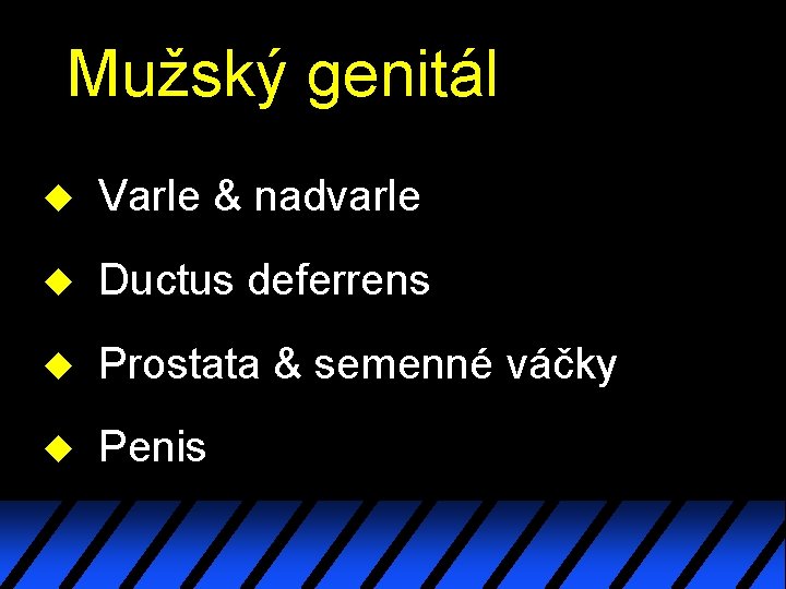 Mužský genitál u Varle & nadvarle u Ductus deferrens u Prostata & semenné váčky Mužský genitál u Varle & nadvarle u Ductus deferrens u Prostata & semenné váčky