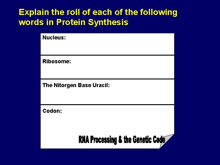 Explain the roll of each of the following words in Protein Synthesis Nucleus: Ribosome: