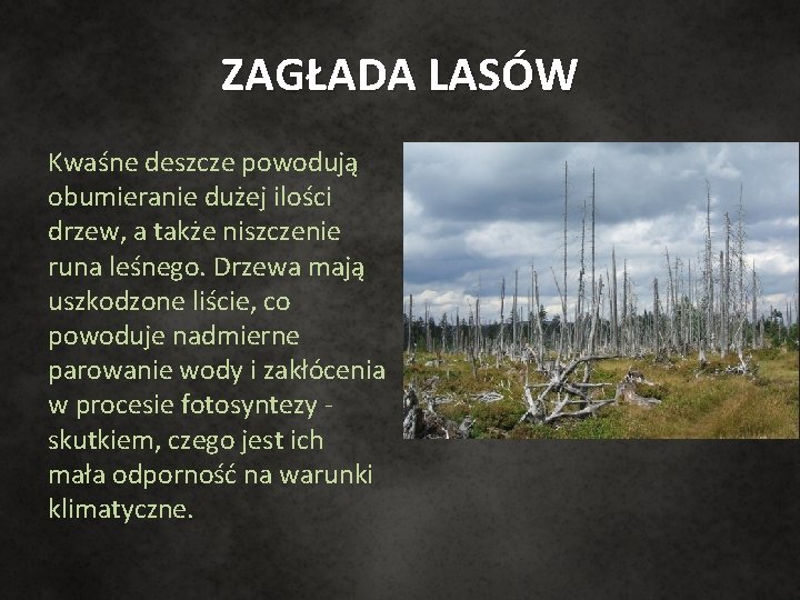 ZAGŁADA LASÓW Kwaśne deszcze powodują obumieranie dużej ilości drzew, a także niszczenie runa leśnego.