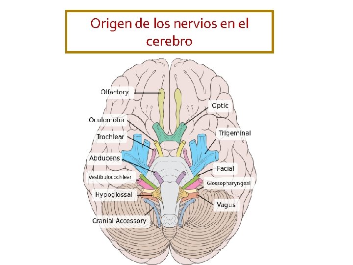 Origen de los nervios en el cerebro 