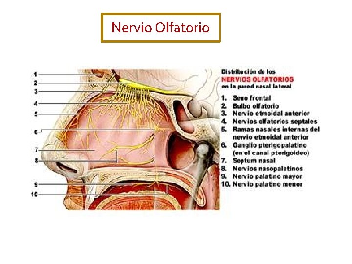 Nervio Olfatorio 