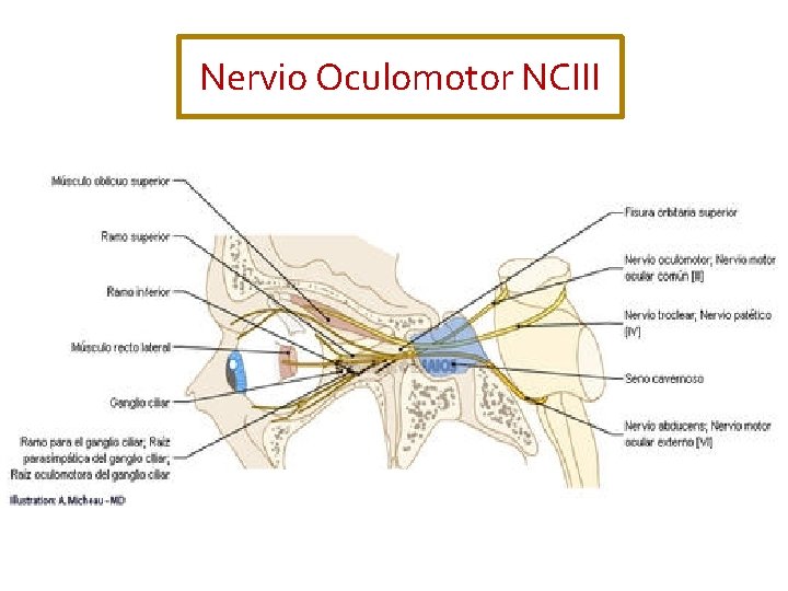 Nervio Oculomotor NCIII 