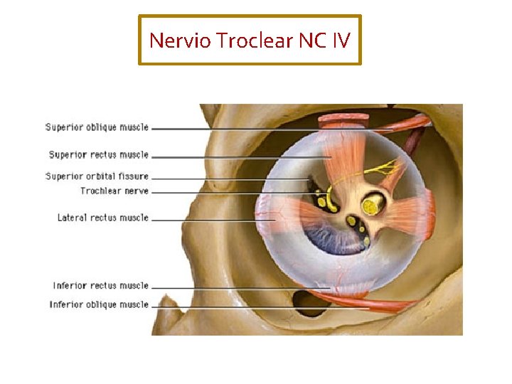 Nervio Troclear NC IV 