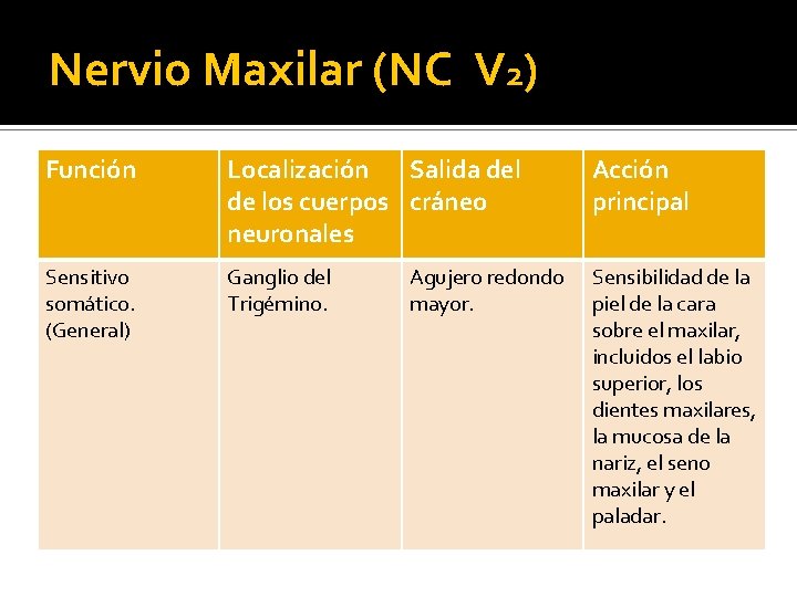 Nervio Maxilar (NC V 2) Función Localización Salida del de los cuerpos cráneo neuronales