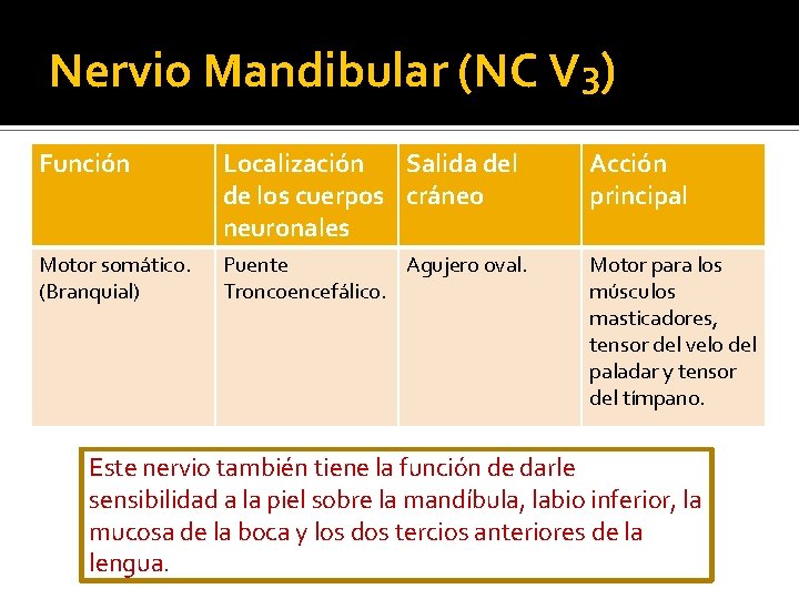Nervio Mandibular (NC V 3) Función Localización Salida del de los cuerpos cráneo neuronales