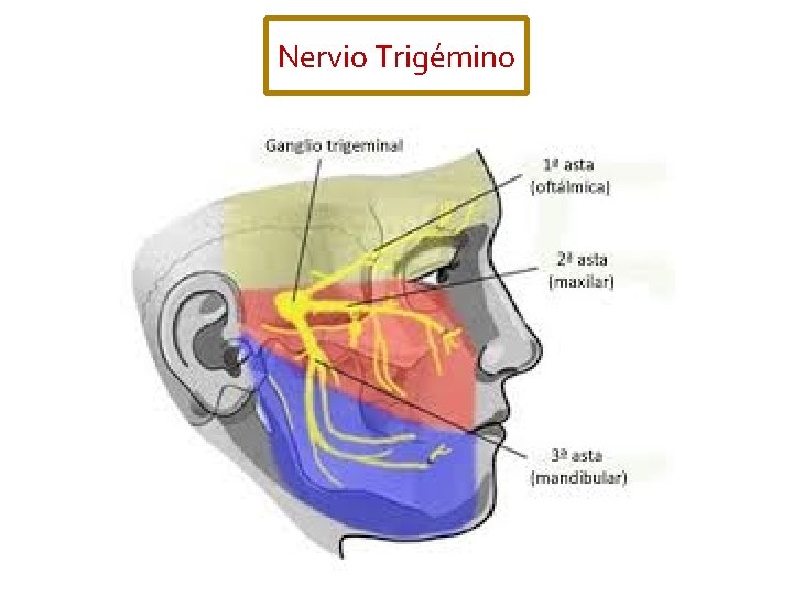 Nervio Trigémino 