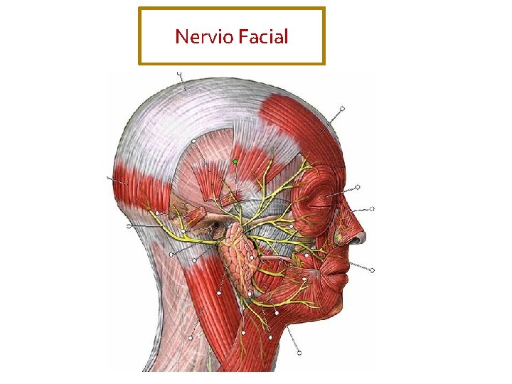 Nervio Facial 