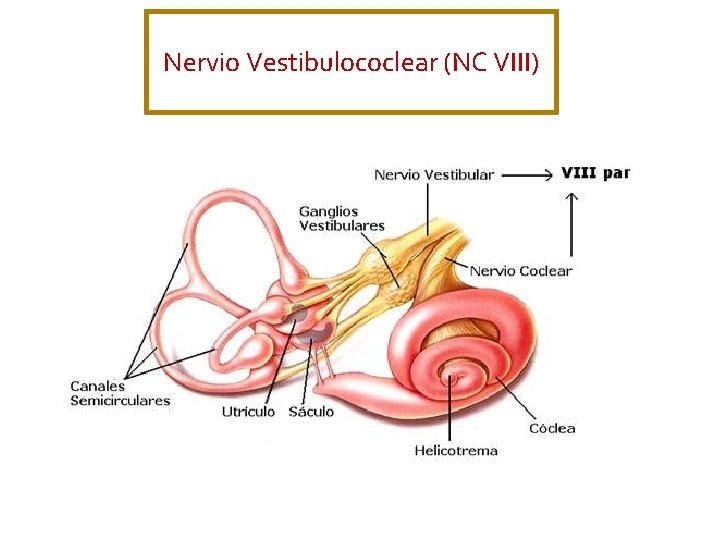 Nervio Vestibulococlear (NC VIII) 