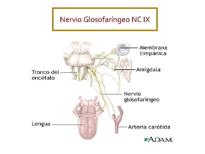 Nervio Glosofaríngeo NC IX 