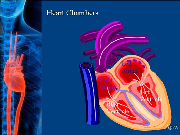 Heart Chambers Left Atrium Right Ventricle Left Ventricle Apex 