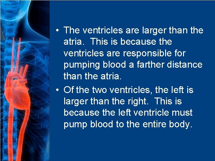  • The ventricles are larger than the atria. This is because the ventricles