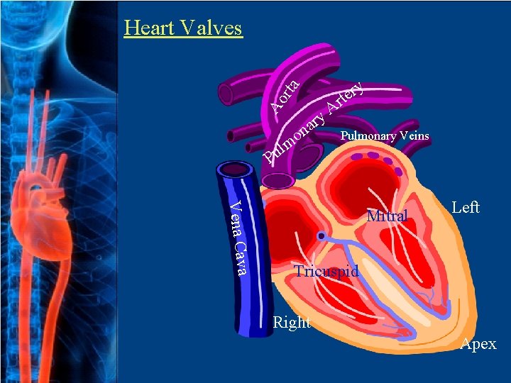 Ao rta Heart Valves P A y ar y r e rt n o