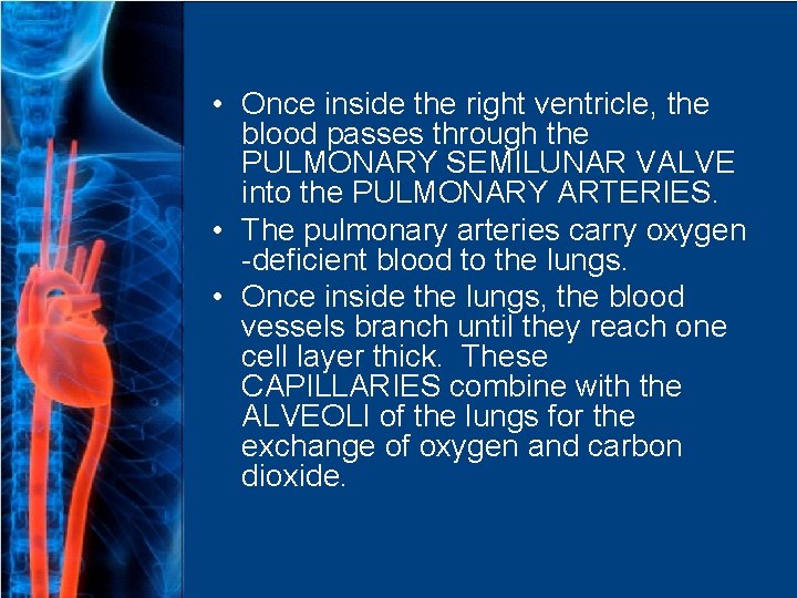  • Once inside the right ventricle, the blood passes through the PULMONARY SEMILUNAR