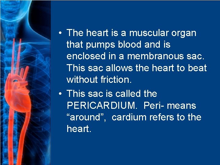  • The heart is a muscular organ that pumps blood and is enclosed