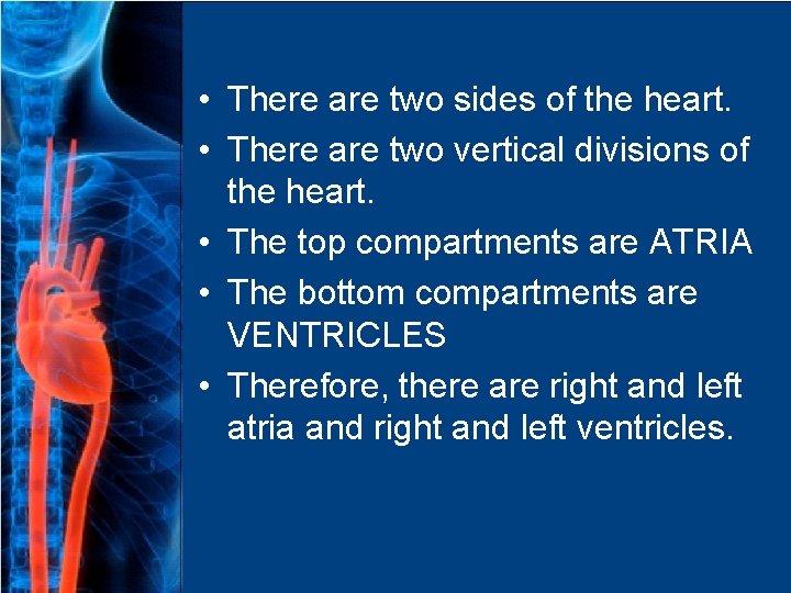  • There are two sides of the heart. • There are two vertical