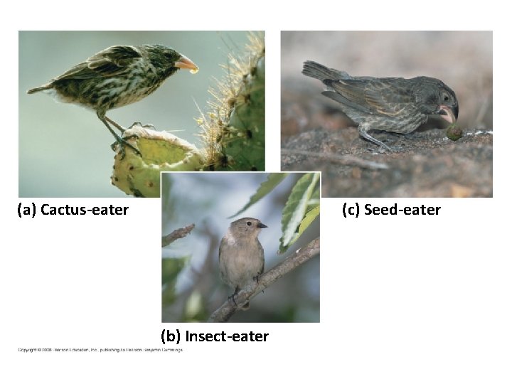 Fig. 22 -6 (a) Cactus-eater (c) Seed-eater (b) Insect-eater 