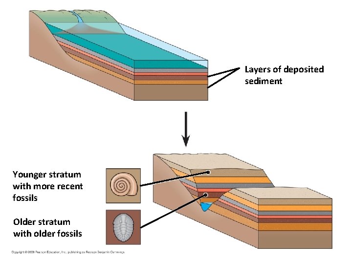 Fig. 22 -3 Layers of deposited sediment Younger stratum with more recent fossils Older