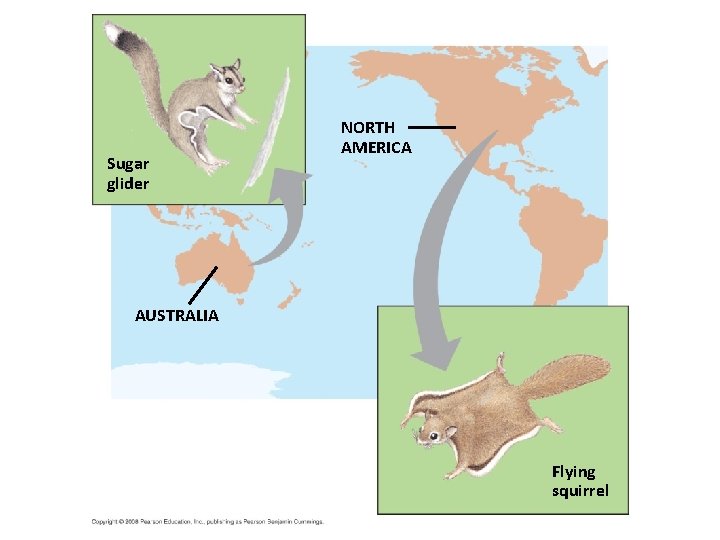 Fig. 22 -20 Sugar glider NORTH AMERICA AUSTRALIA Flying squirrel 